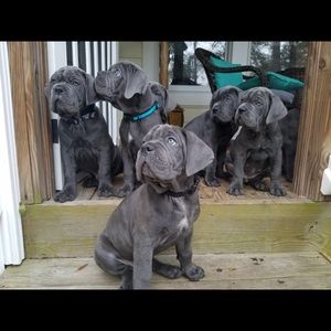 Meet your Posher, Braelyn